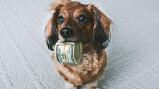 Por qué tu perro te mira a todas horas como si fueras la única persona en el planeta